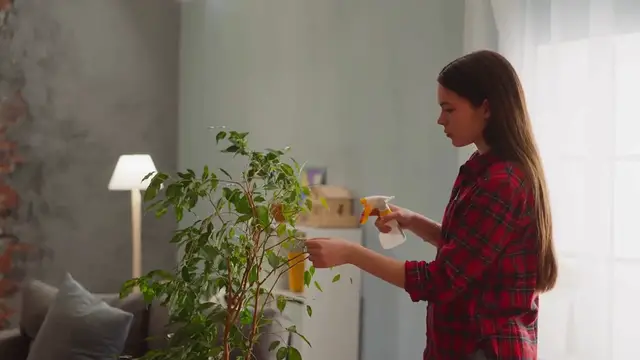 Video thumbnail for How to Deal with Succulent Pests