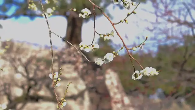 Video thumbnail for Pest-Resistant Shrubs