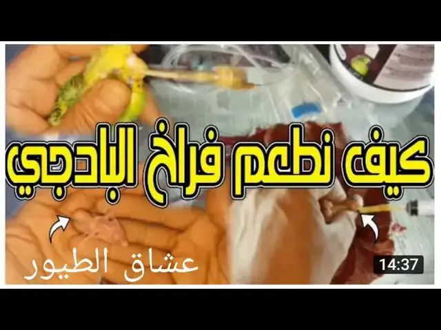 'Video thumbnail for كيفية إطعام فراخ البادجي بالطريقة الصحيحة'