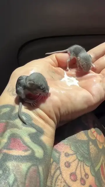 Video thumbnail for Rescued Baby Mice Enjoy Kitten Milk in a Car
