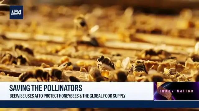 Video thumbnail for Beewise uses AI to protect honeybees & the global food supply