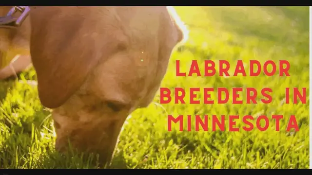 'Video thumbnail for 21 Best Lab Breeders In Minnesota In 2023 (Trusted)'