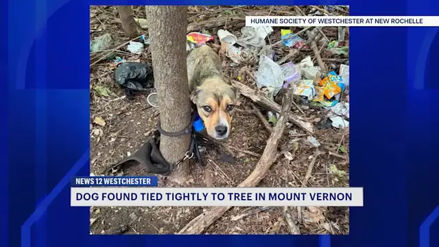 Video thumbnail for Puppy found tightly bound to tree in Mount Vernon now up for adoption