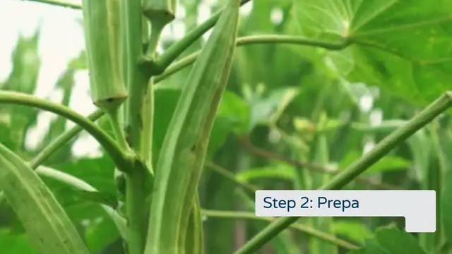 Video thumbnail for How to grow perfect okra 🌱