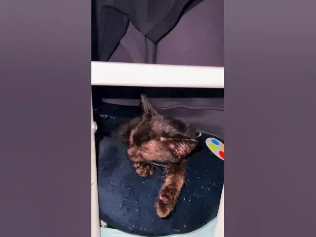 'Video thumbnail for When we finally find our baby rescue kitty . We freak out and he was only blending in . #Rescue #cat'