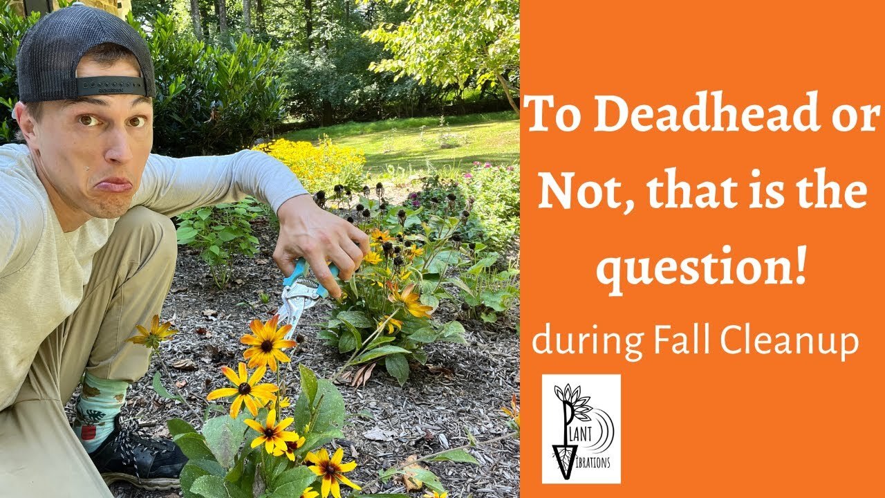 Video thumbnail for To Deadhead or Not? during Fall Cleanup