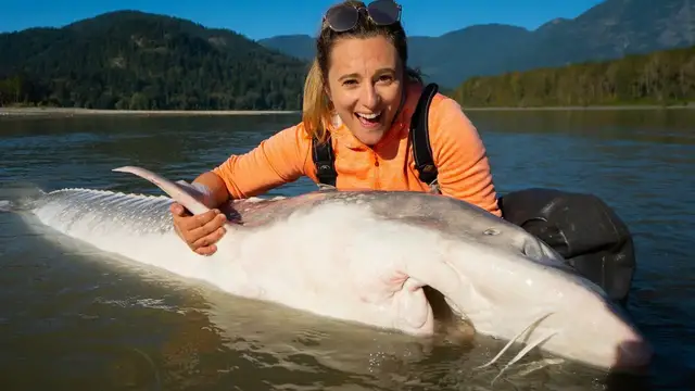 'Video thumbnail for 500 POUND RIVER MONSTER (Sturgeon) BIGGEST Seafood in the World + BBQ Fish in Chilliwack, BC'
