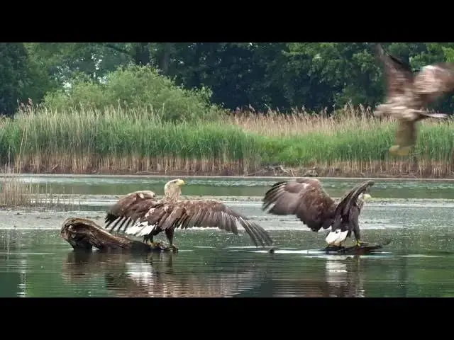 Video thumbnail for White-tailed eagle