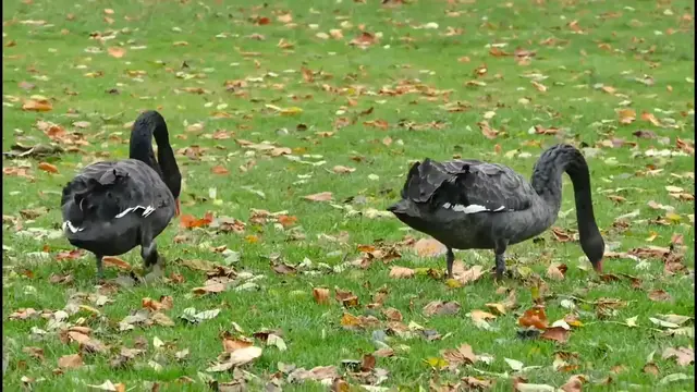 Video thumbnail for Black Swans