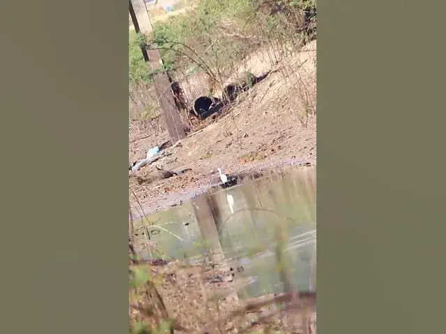 Video thumbnail for White Bird Catch Fish dovebird #smallbird #birds #bird #shortdove #nestdove #babiesdove