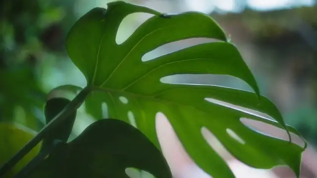 Video thumbnail for Monstera Plant Toxicity