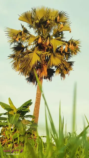 'Video thumbnail for Traditions of Rural Bengal: Babui Pakhi, a skilled palm tree artist.'