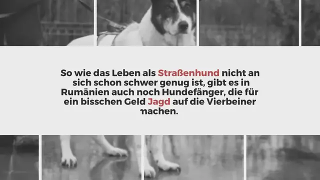 Video thumbnail for Betäubt und ins Tierheim gezerrt: Liebesbedürftiger Rüde Malandro sucht seine Herzensmenschen