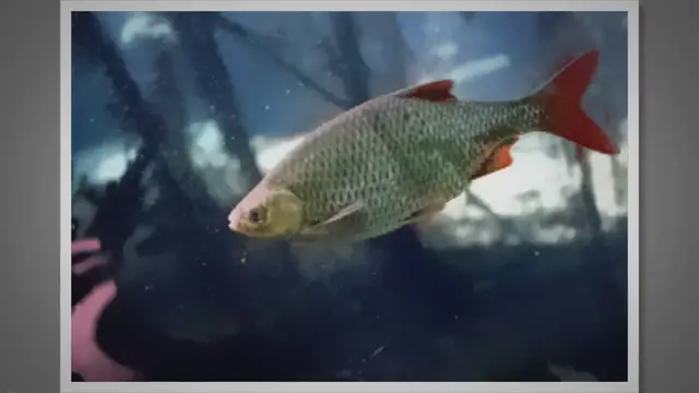 Video thumbnail for Life in the Lake: Unraveling the Intricate Web of Biotic Factors and Relationships