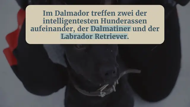 Video thumbnail for Dalmador: Labrador-Dalmatiner-Mix im Porträt (mit Bildern)(58)