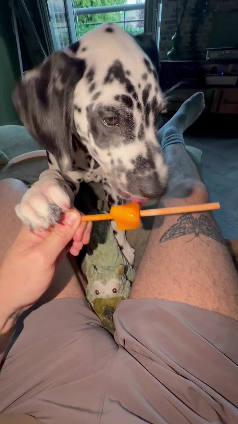 Video thumbnail for Dalmatian Puppy Goes Wild after Tasting an Ice Lolly