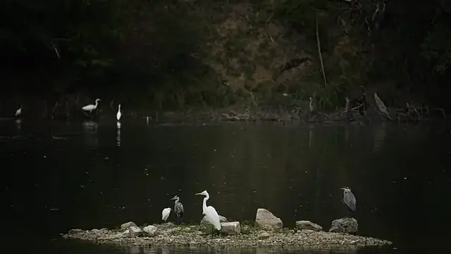 Video thumbnail for Botswana’s rare slaty egret signals the health of the Okavango