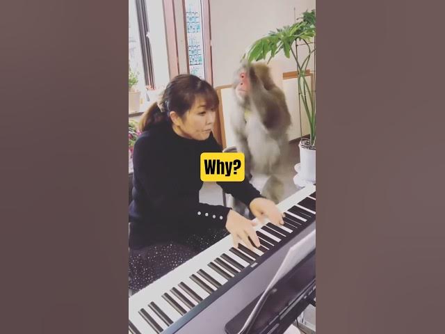 Video thumbnail for Teacher of the year #funny #animallovers #animalkingdom