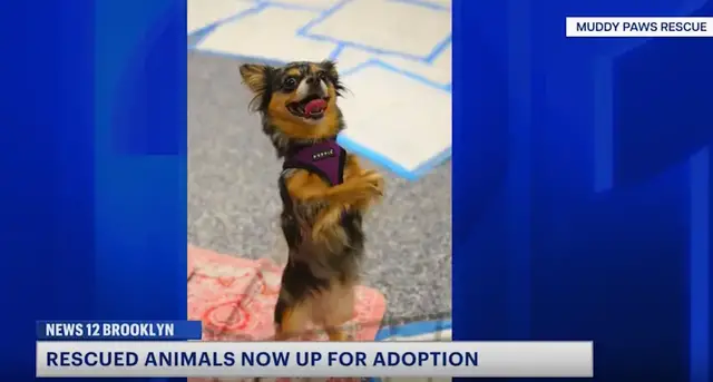 Video thumbnail for Dogs rescued from Ocean Hill apartment available for adoption