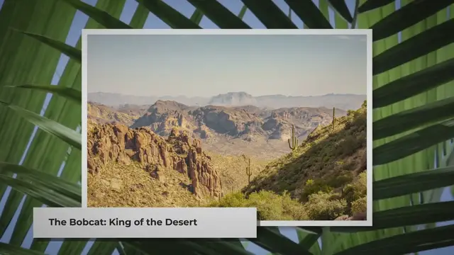 Video thumbnail for Predators and Prey: The Bobcat's Circle of Life