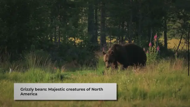 Video thumbnail for Grizzly Bear Food Chain Position and Role