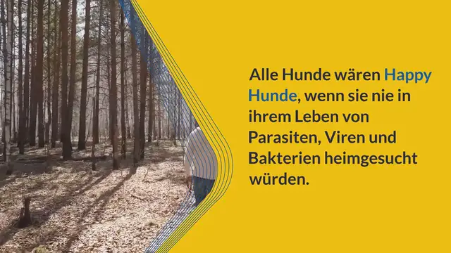 Video thumbnail for Anaplasmose beim Hund erkenne: 6 Symptome & Anzeichen