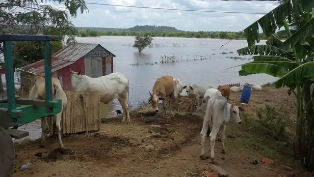 Video thumbnail for Cambodia: Floods inundate rice fields and homes in Cambodia.