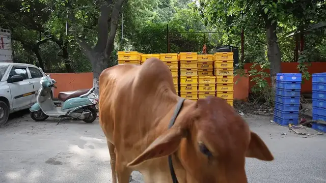 Video thumbnail for India: Stacks of milk carets.