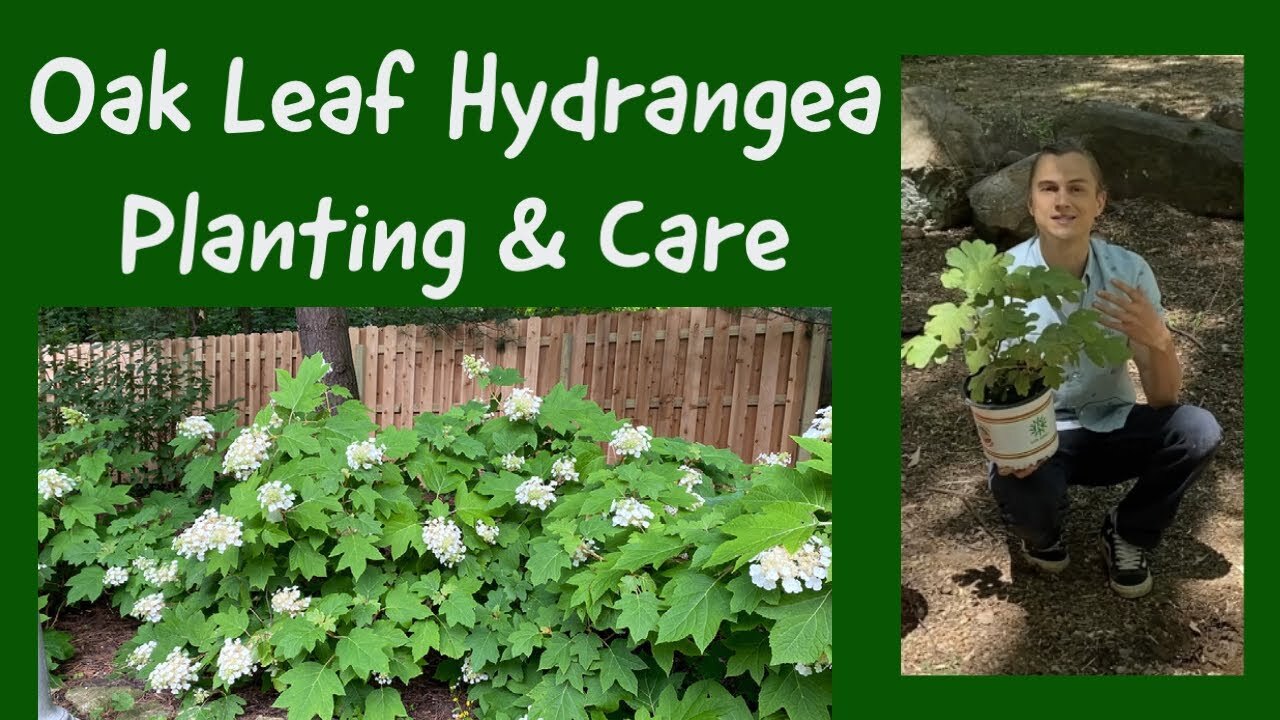 Video thumbnail for Oak Leaf Hydrangea - How to Plant & Care for Hydrangea quercifolia