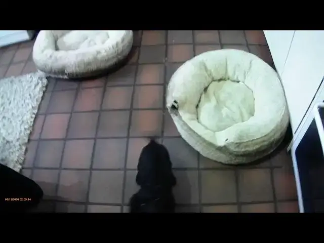 'Video thumbnail for Betty the Cocker at 8 weeks old'