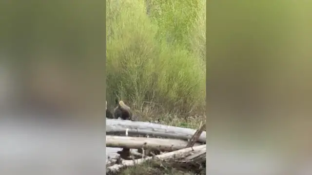 Video thumbnail for Protective Mother Bison Chases Bear Away From Her Young | Wild-ish TV