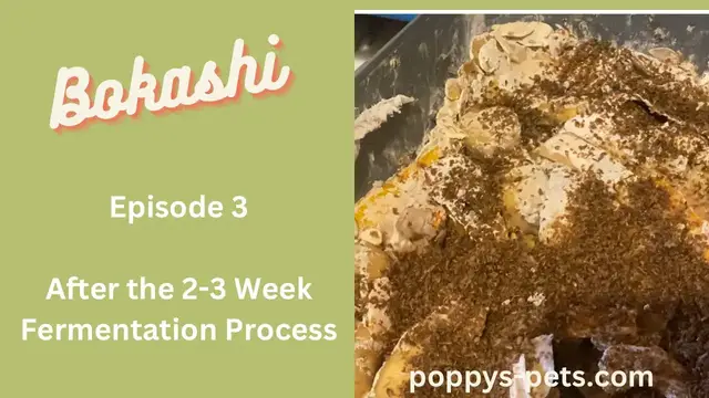 Video thumbnail for Episode 3: The 3 Week Fermentation Process Ends -  Has It Worked?  Next, Outdoor Compost Bin