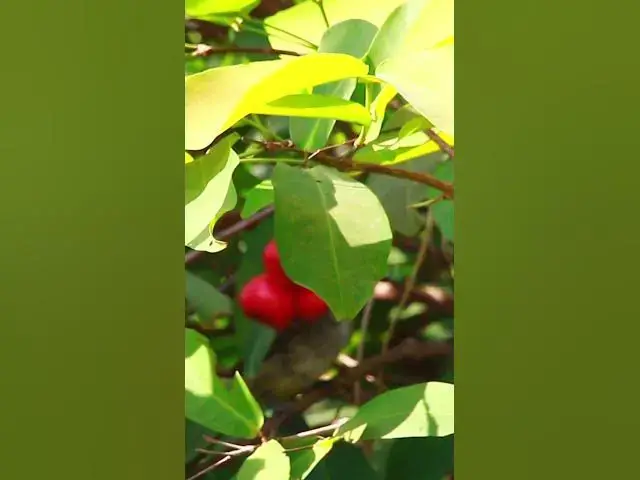 Video thumbnail for Wild bird eat fruit 5  #dovebird #smallbird #birds #bird #shortdove #nestdove #babiesdove