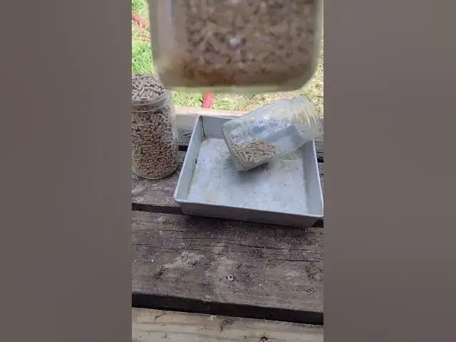 Video thumbnail for How Much Feed I'm Fermenting #Shorts