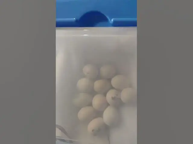 Video thumbnail for First Time Incubating Chicken Eggs They're Pipping #Shorts