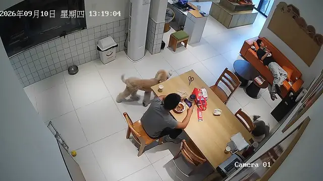 Video thumbnail for Dog Sneaks Owner’s Food While Door Visitor Arrives