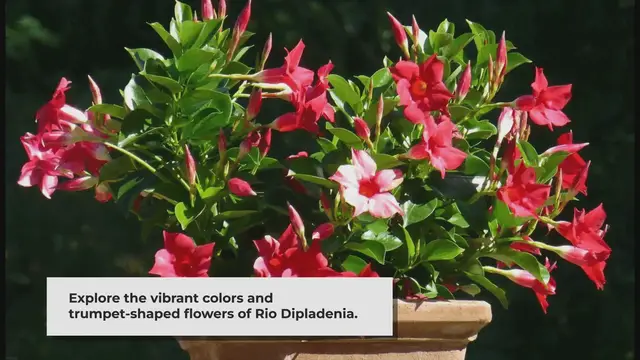 'Video thumbnail for Rio Dipladenia: Add Stunning Color To Your Garden'