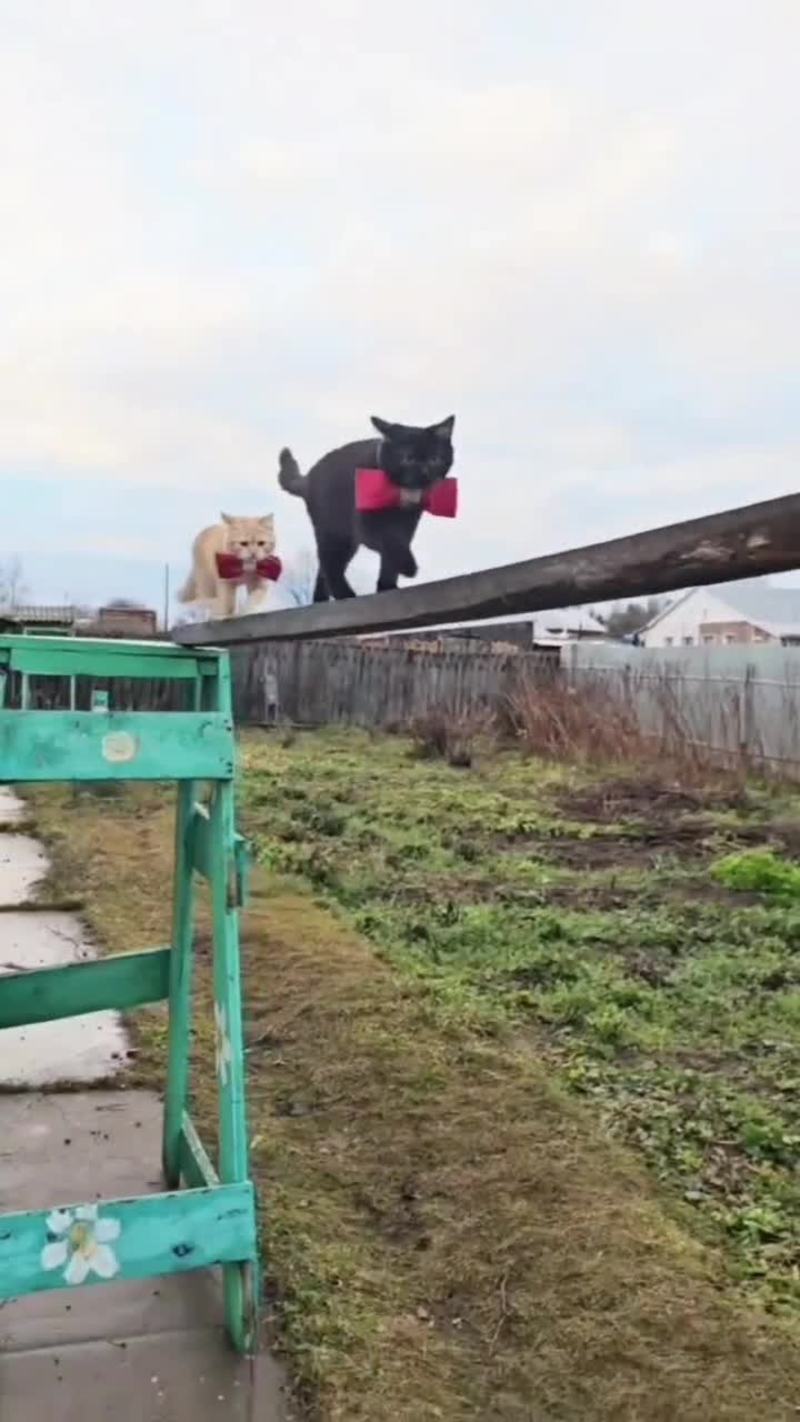 Video thumbnail for Stunt Cats Conquer a Backyard Rope Course