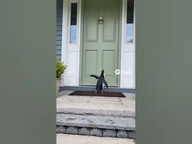 'Video thumbnail for Is anybody home? 🐧'