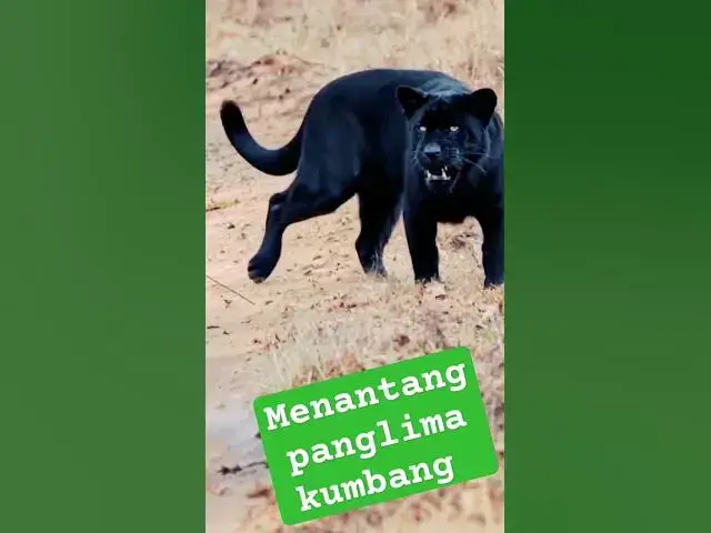 Video thumbnail for Harimau kumbang di tantang harimau Sumatra