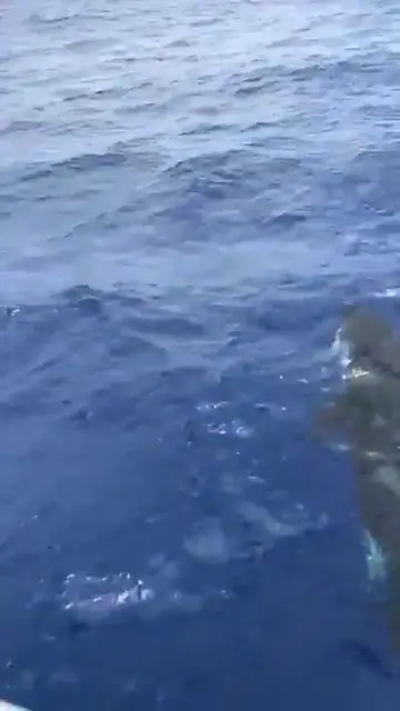 Video thumbnail for Killerwale töten nicht vor der Küeste von Mogán