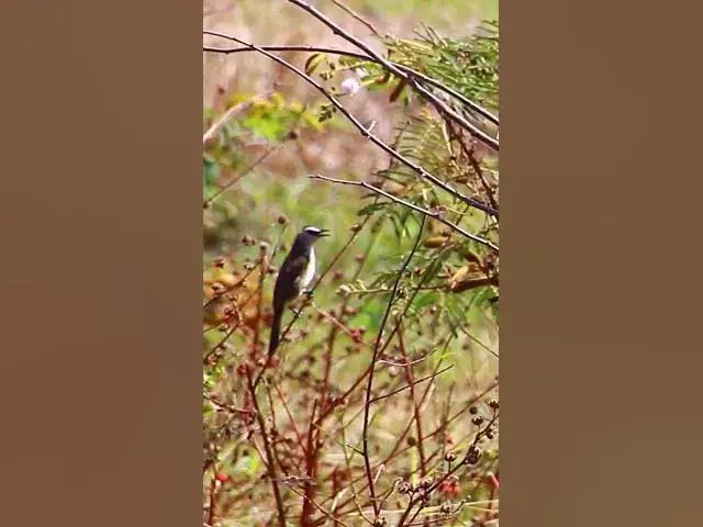 Video thumbnail for Small of Wild Bird  #dovebird #smallbird #birds #bird #shortdove #nestdove #babiesdove
