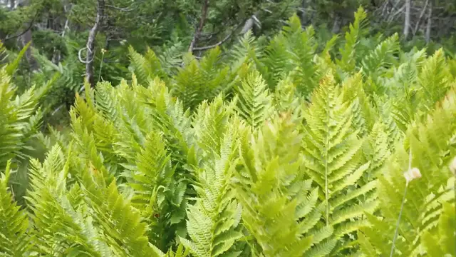 Video thumbnail for Rapid Greenery! Fast-Growing Shrubs for Home