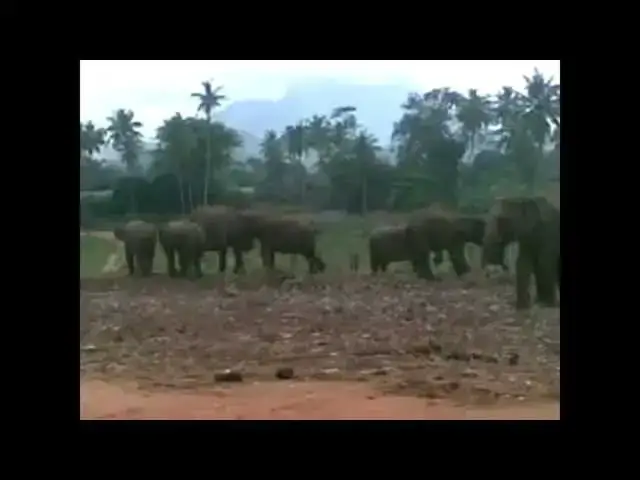 Video thumbnail for Pinnawela elephant orphanage