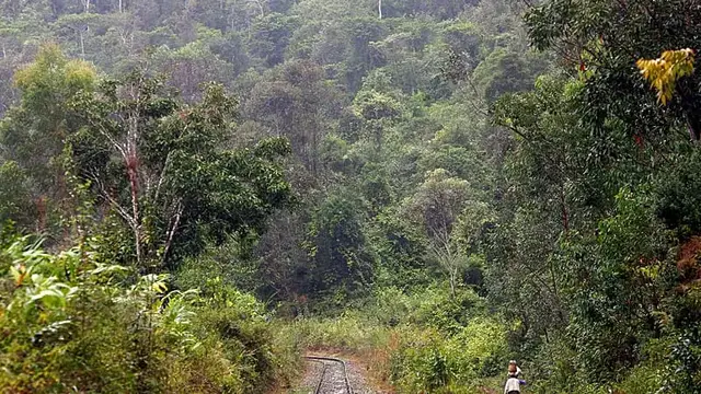 Video thumbnail for Prized wild pepper at risk in Madagascar's shrinking forests