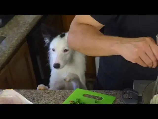 Video thumbnail for Cheese Please! A Dog's Nacho Dream