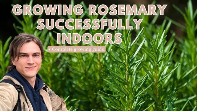 Video thumbnail for Rosemary: Growing Indoors, Pruning Techniques, Root Pruning