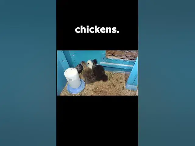 Video thumbnail for Baby Silkie Chicks Sept 15, 2022 #Shorts