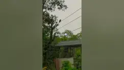 Video thumbnail for Rain 🌧️Life in Tropics #shorts