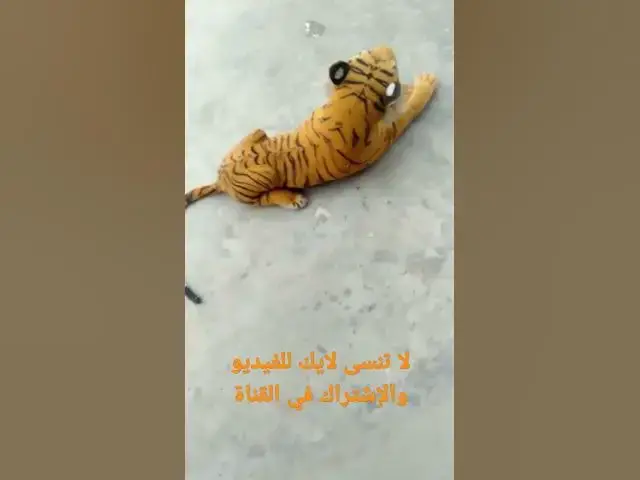 'Video thumbnail for كاميرا خفية : كلب مسكين كاد يموت من الخلعة'